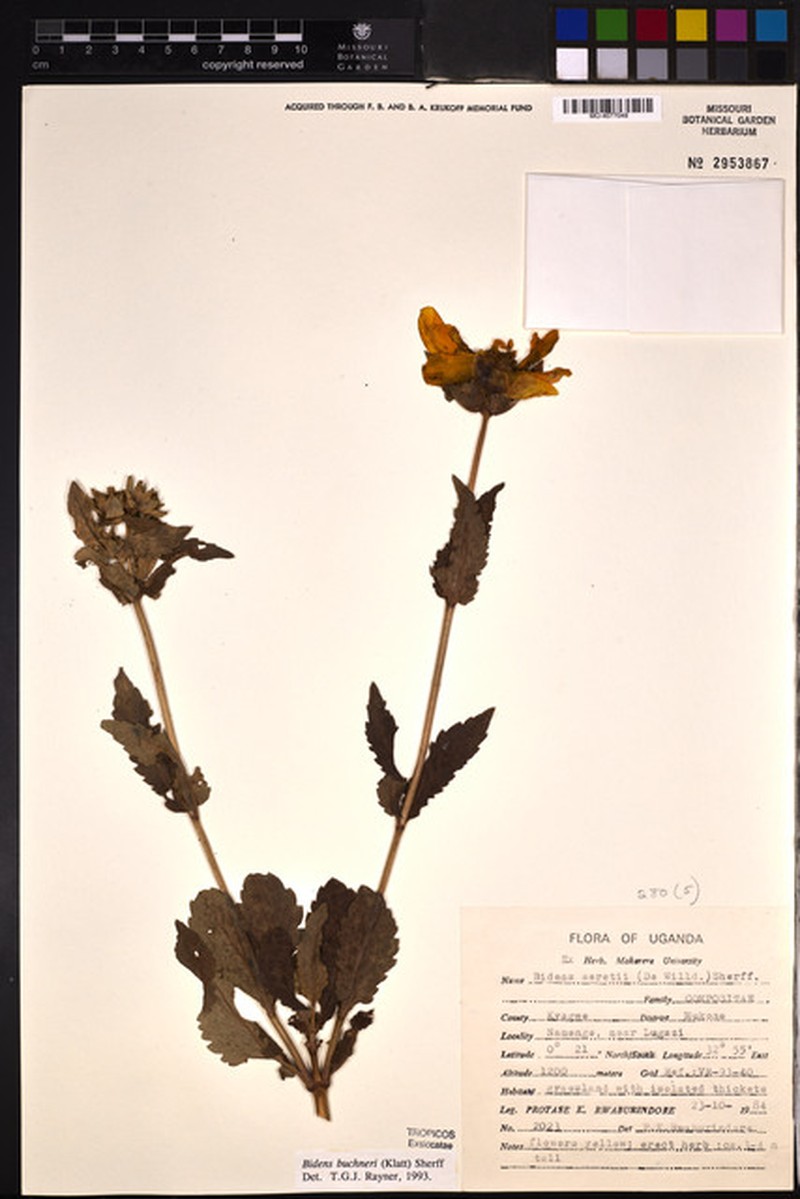 Bidens buchneri photo 2