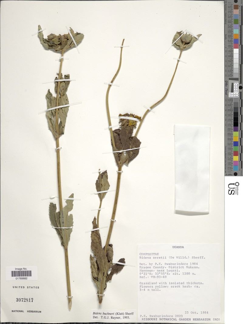Bidens buchneri photo 3