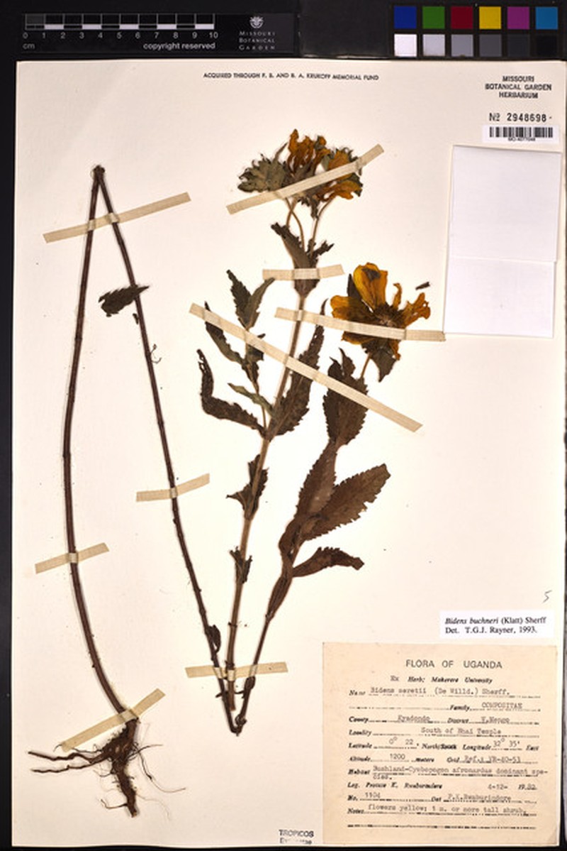 Bidens buchneri photo 4