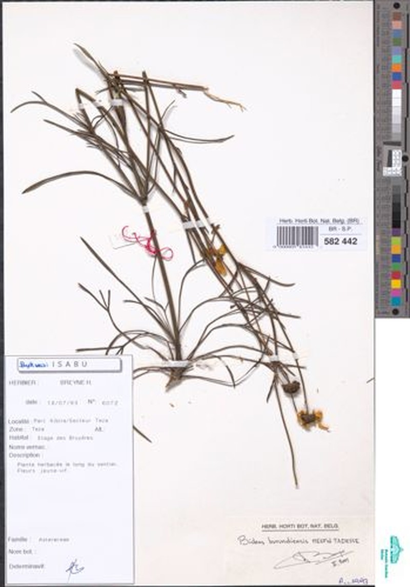 Bidens burundiensis