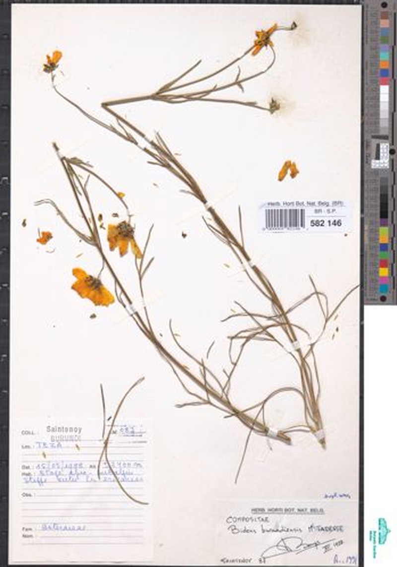 Bidens burundiensis photo 2