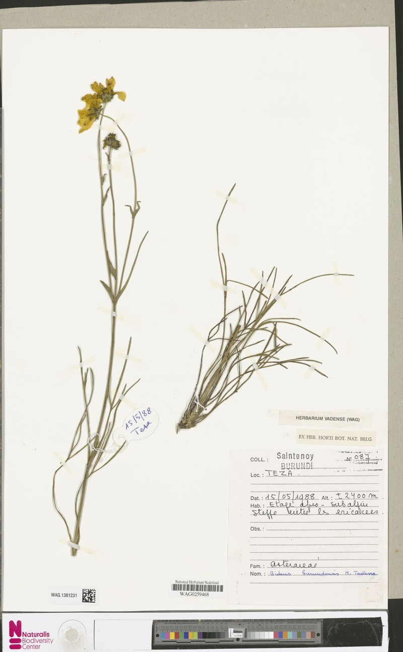 Bidens burundiensis photo 3