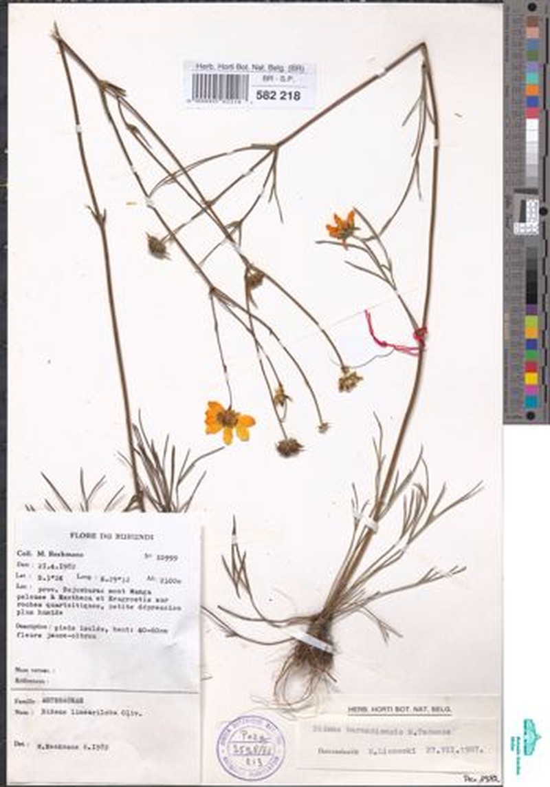 Bidens burundiensis photo 4