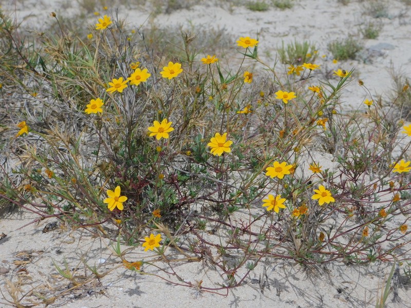 Bidens cabopulmensis photo 2