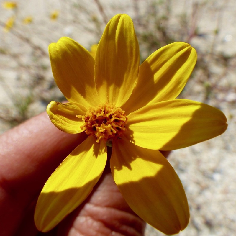 Bidens cabopulmensis photo 3