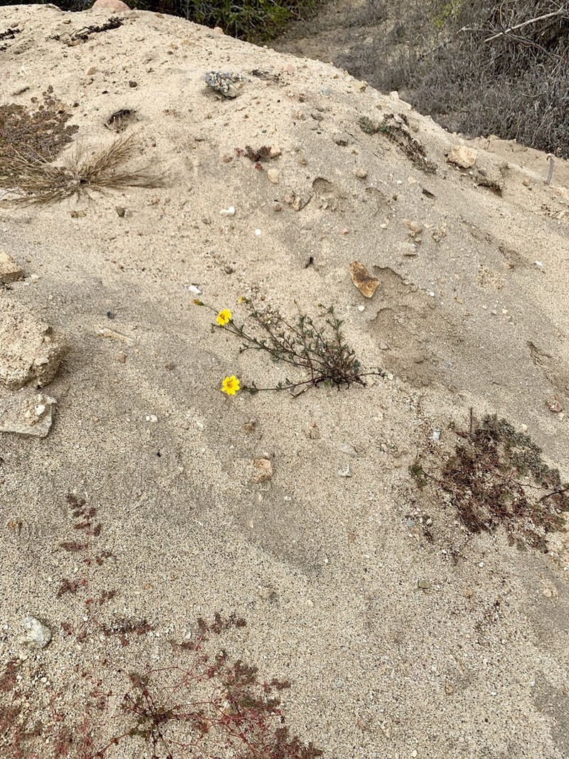 Bidens cabopulmensis photo 4