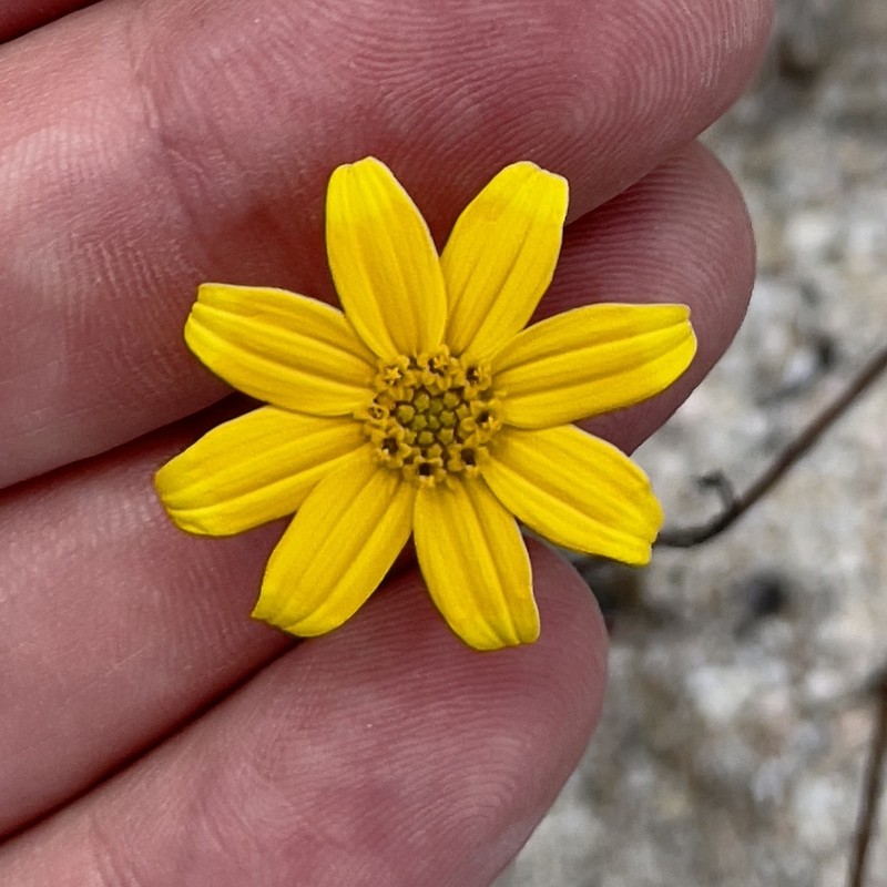 Bidens cabopulmensis photo 5