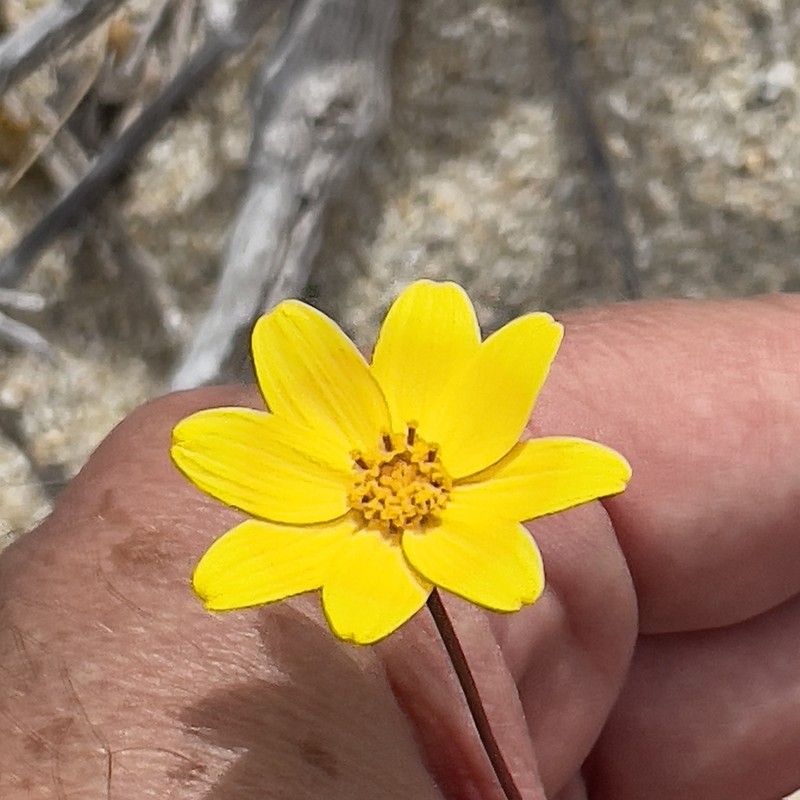 Bidens cabopulmensis photo 6
