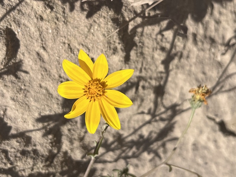 Bidens cabopulmensis photo 8