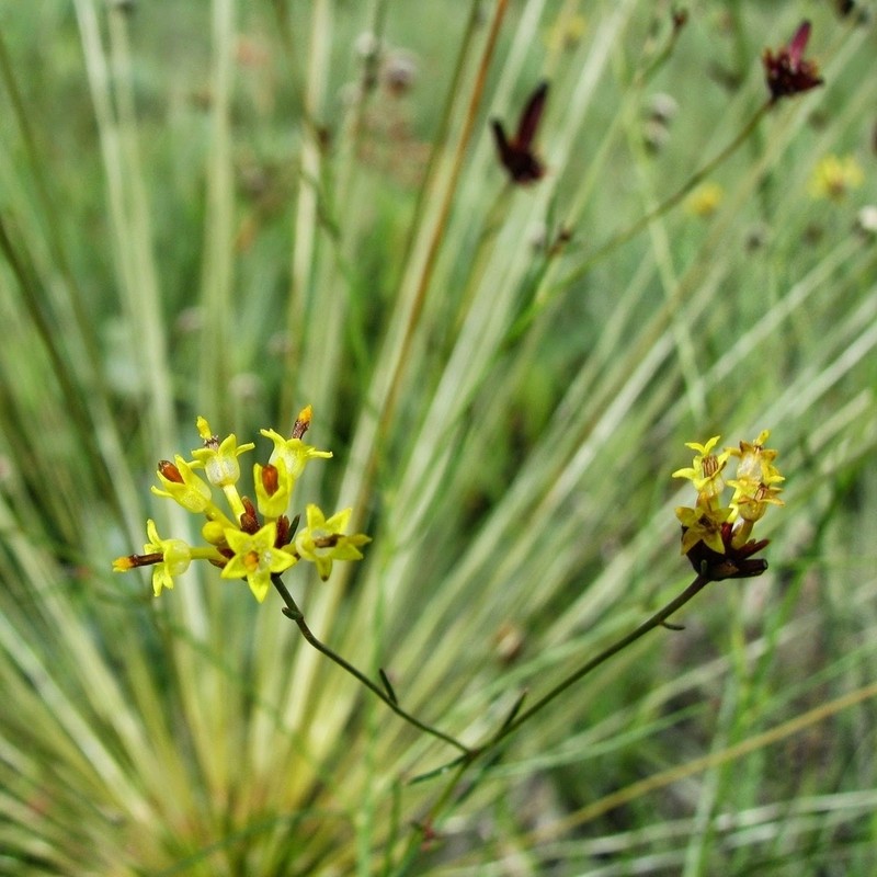 Bidens campanulata
