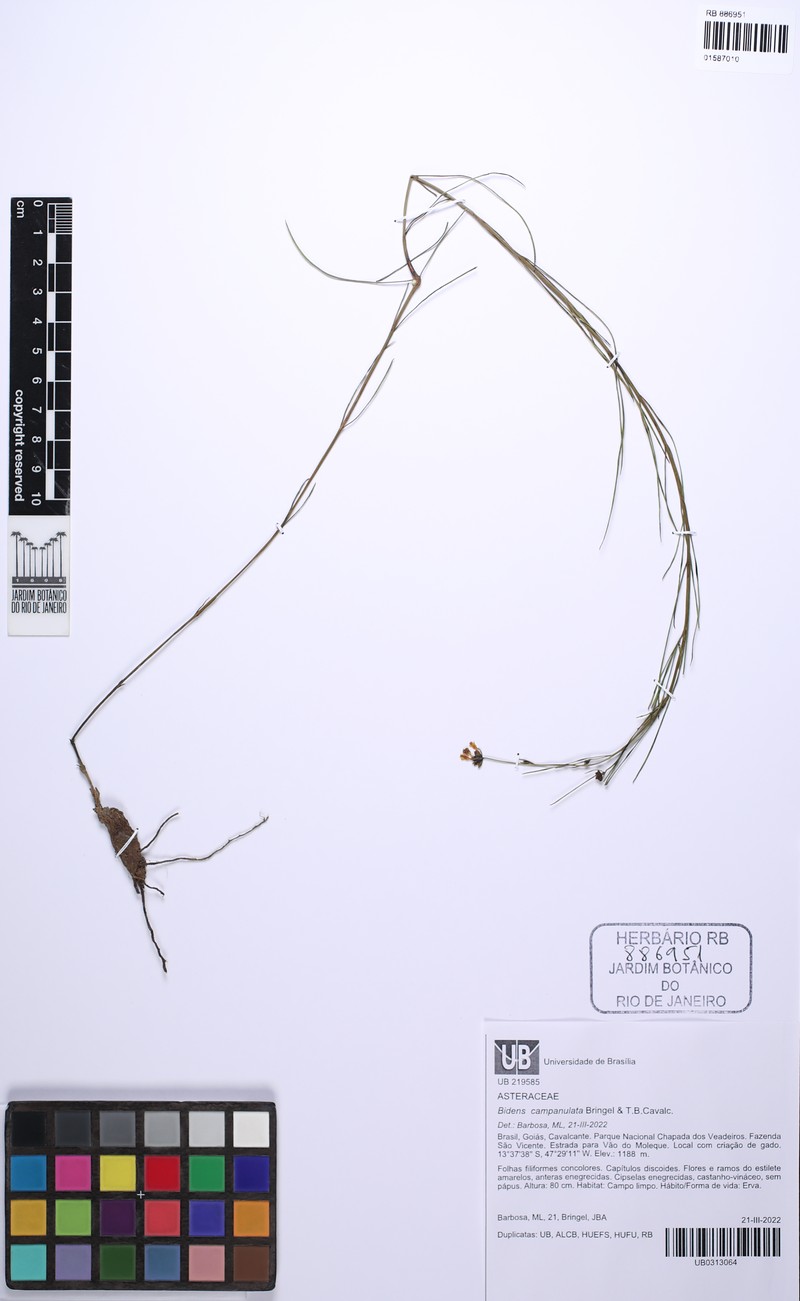 Bidens campanulata photo 2