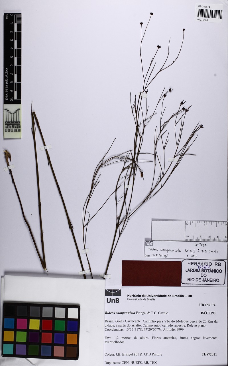Bidens campanulata photo 3