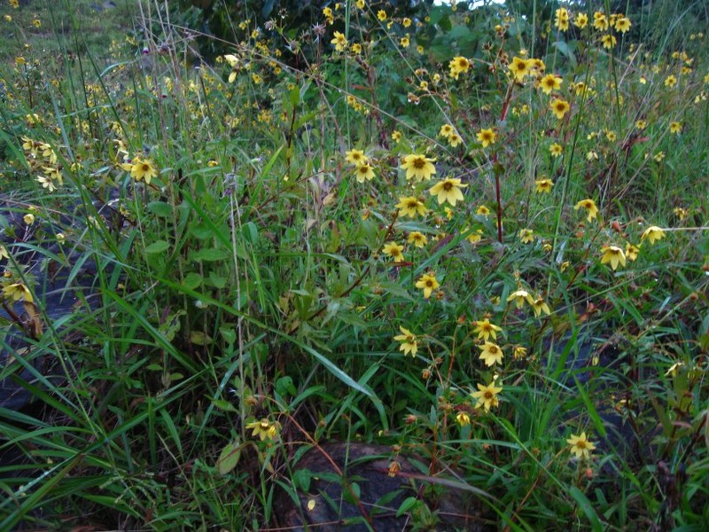 Bidens camporum