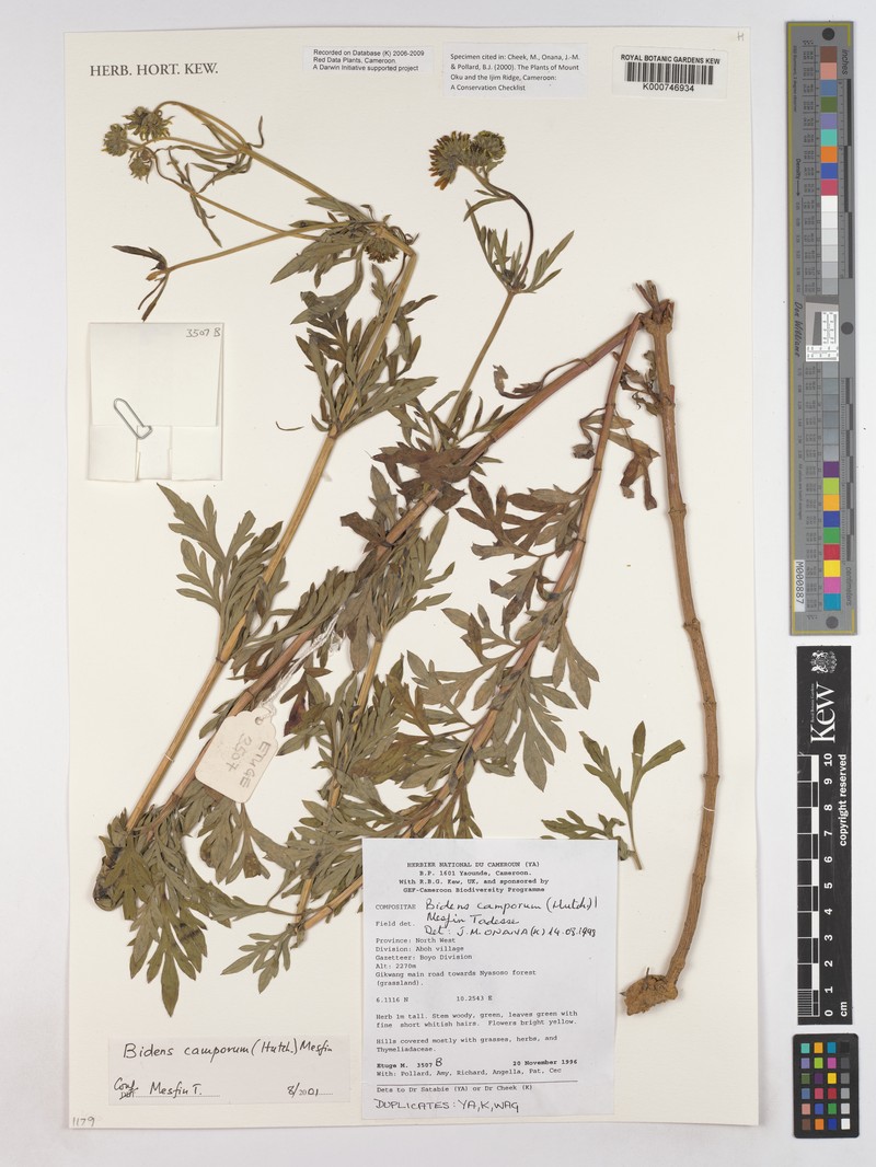 Bidens camporum photo 2