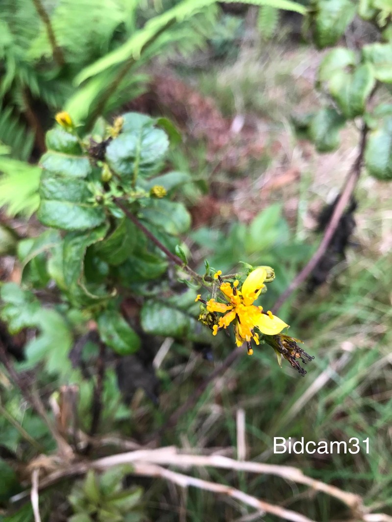 Bidens campylotheca subsp. campylotheca