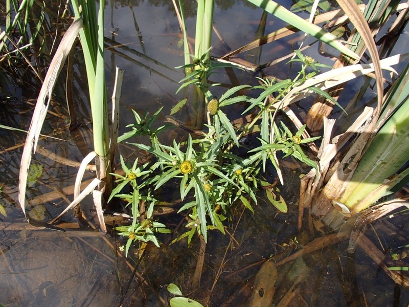 Bidens campylotheca subsp. pentamera