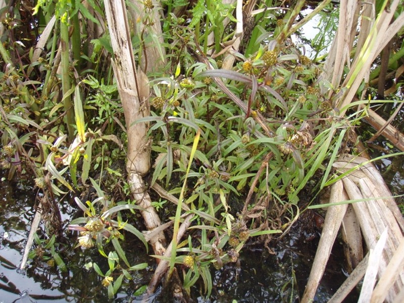 Bidens campylotheca subsp. pentamera photo 2