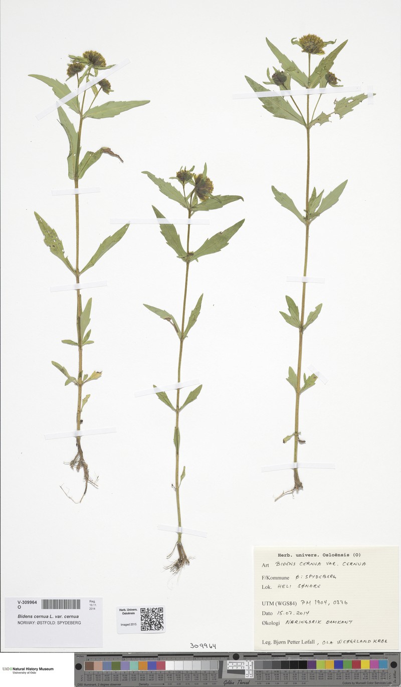 Bidens campylotheca subsp. pentamera photo 3