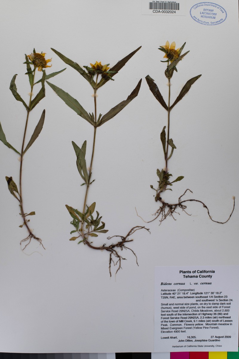 Bidens campylotheca subsp. pentamera photo 4