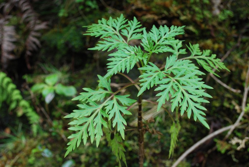 Bidens campylotheca subsp. waihoiensis photo 2