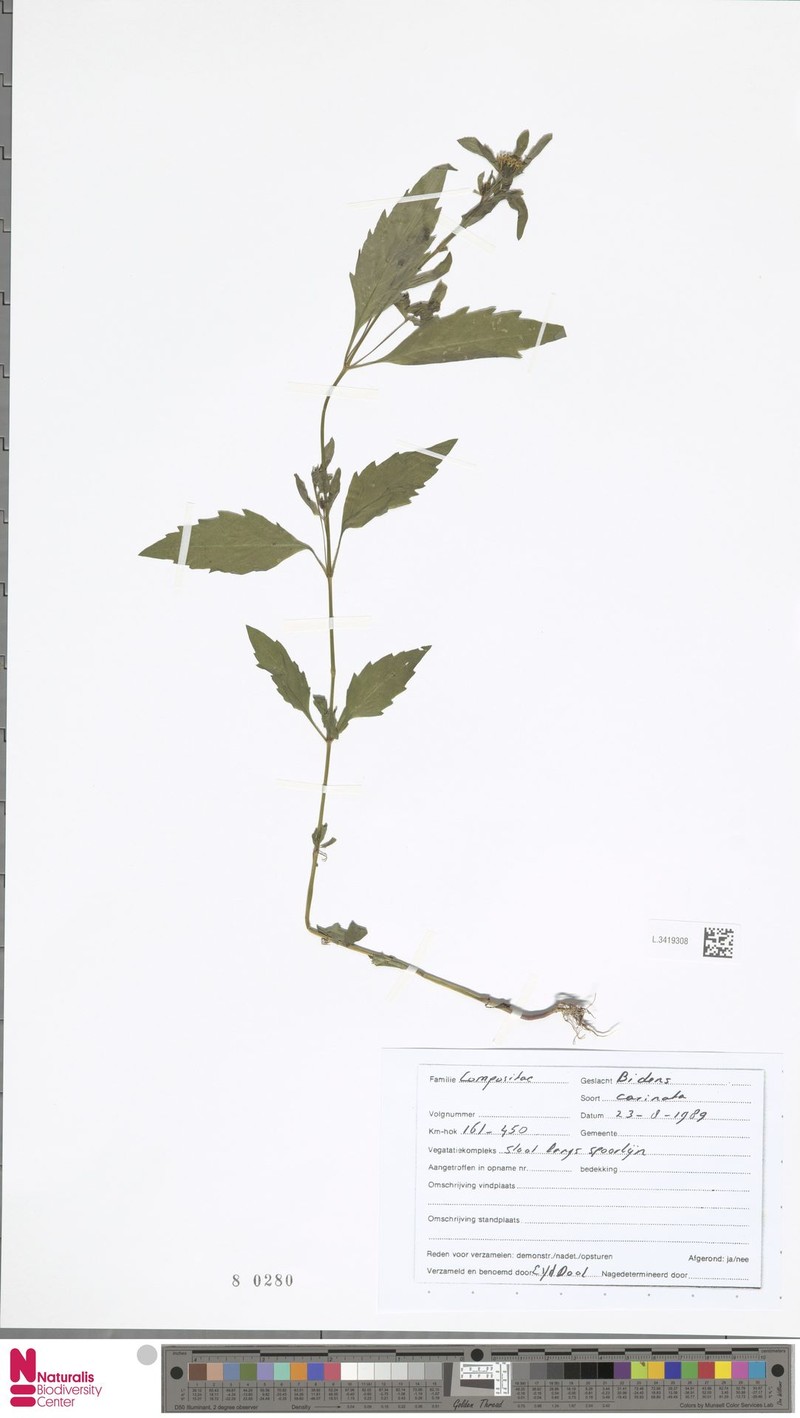 Bidens carinata