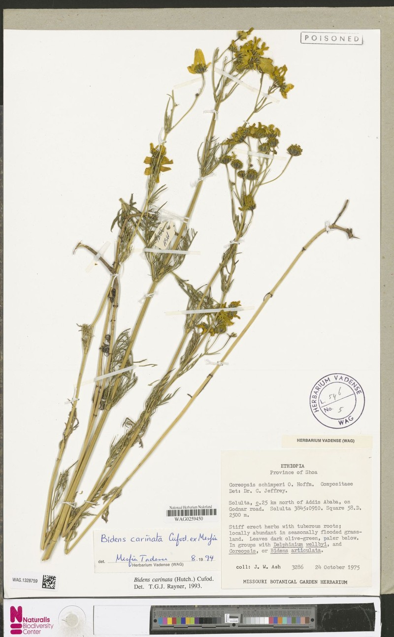 Bidens carinata photo 2