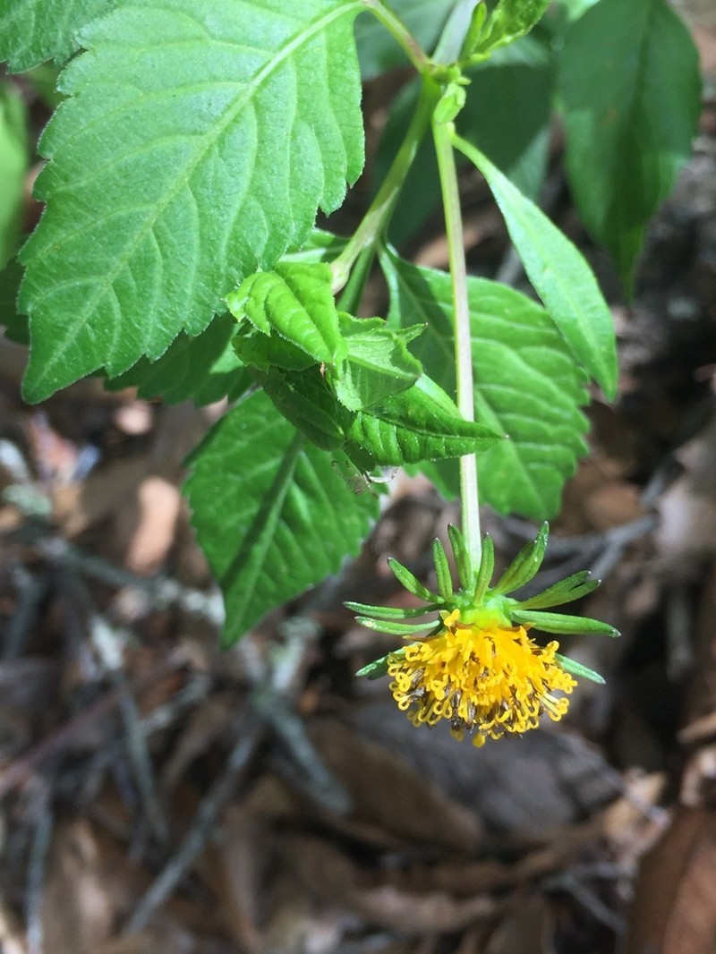 Bidens chiapensis