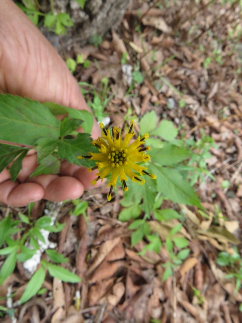 Bidens chiapensis photo 2