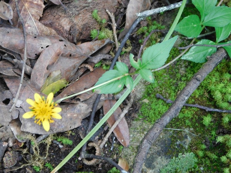 Bidens chiapensis photo 3