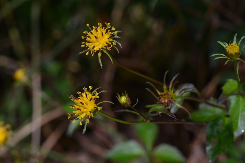 Bidens chiapensis photo 4