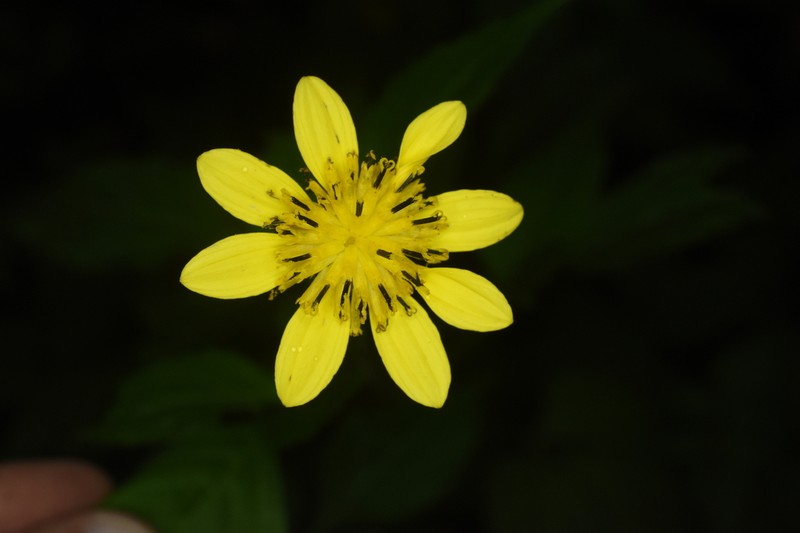 Bidens chiapensis photo 5