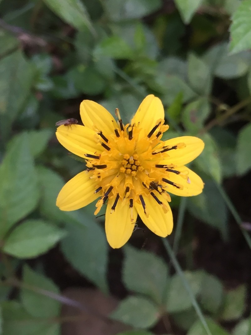 Bidens chiapensis photo 6