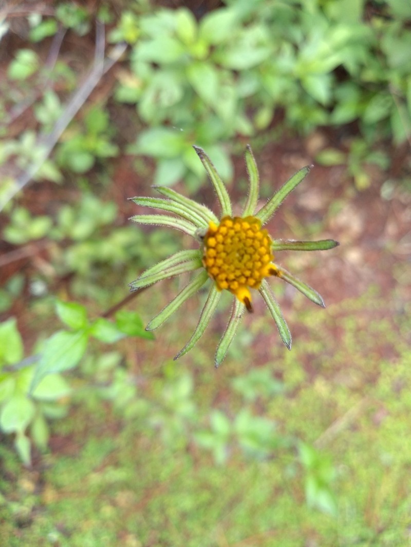 Bidens chiapensis photo 7