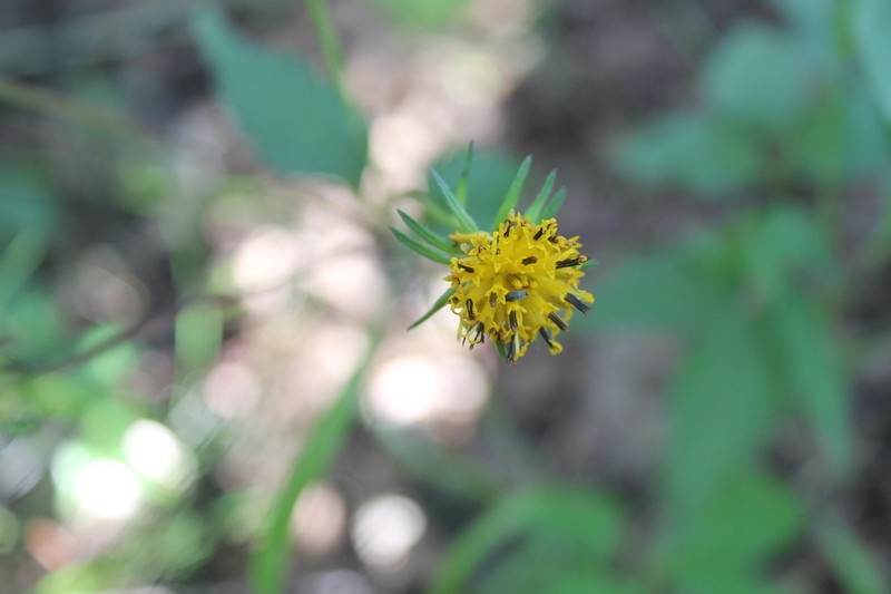 Bidens chiapensis photo 8
