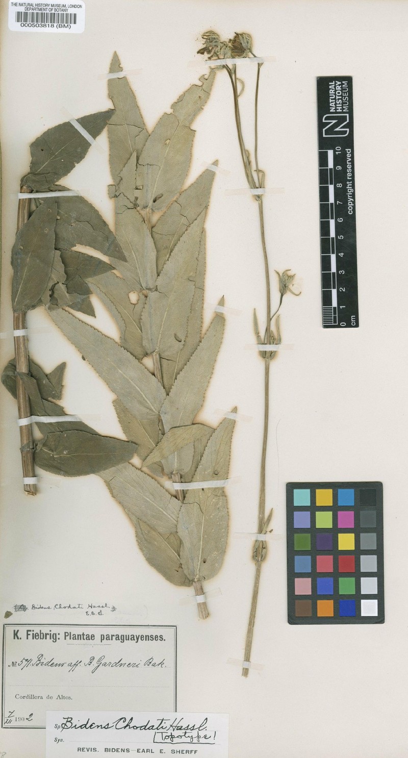 Bidens chodatii