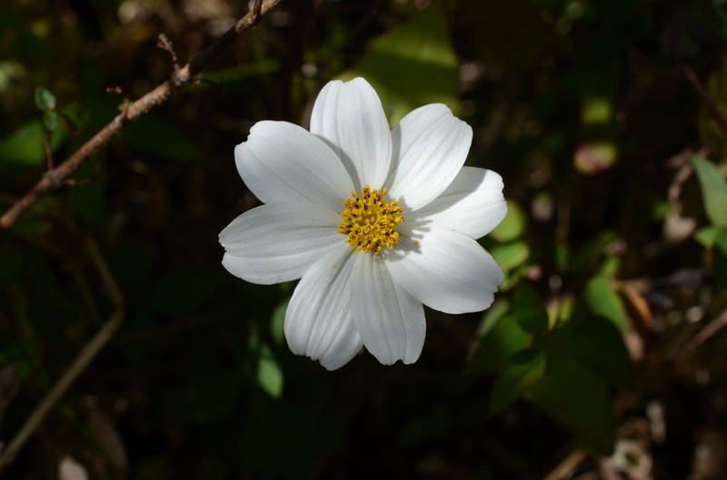 Bidens chrysanthemifolia