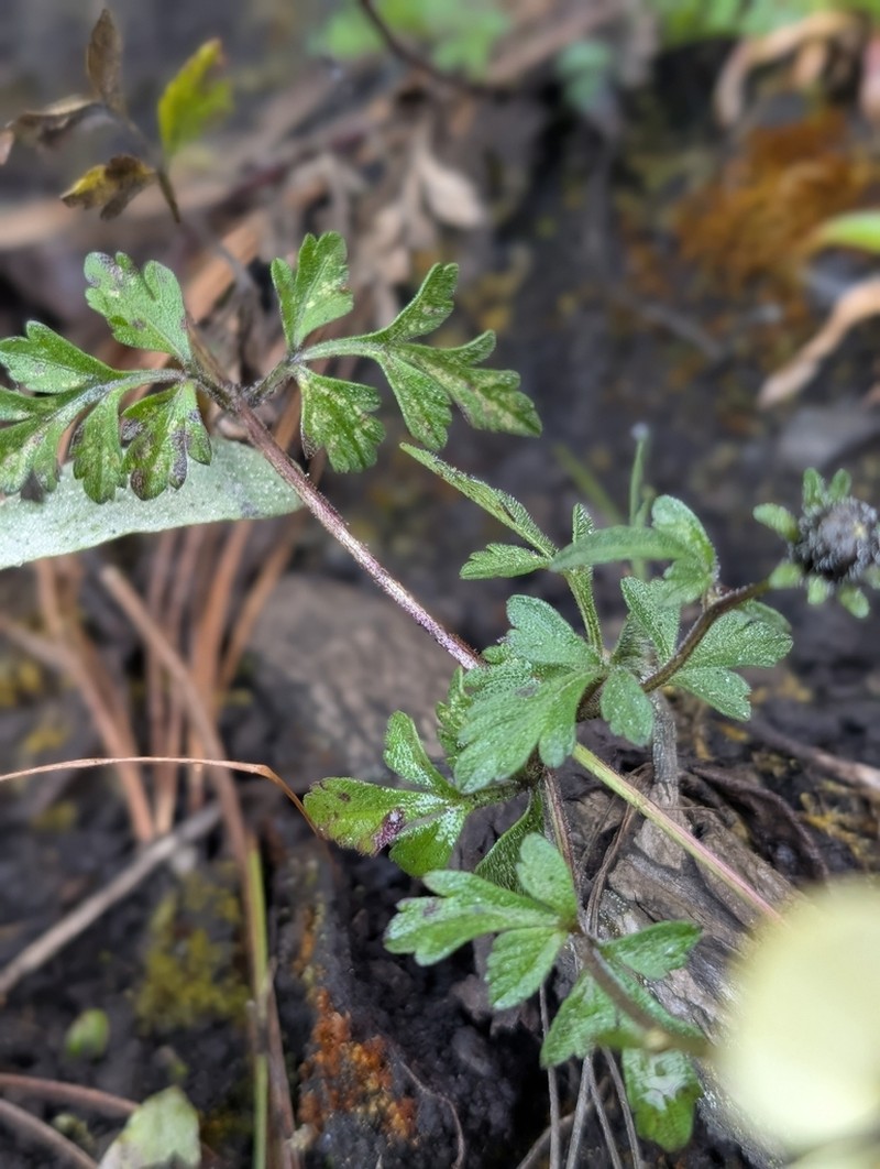 Bidens chrysanthemifolia photo 2