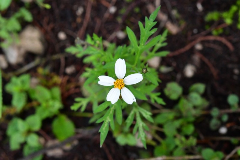 Bidens chrysanthemifolia photo 3