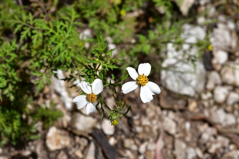 Bidens chrysanthemifolia photo 4