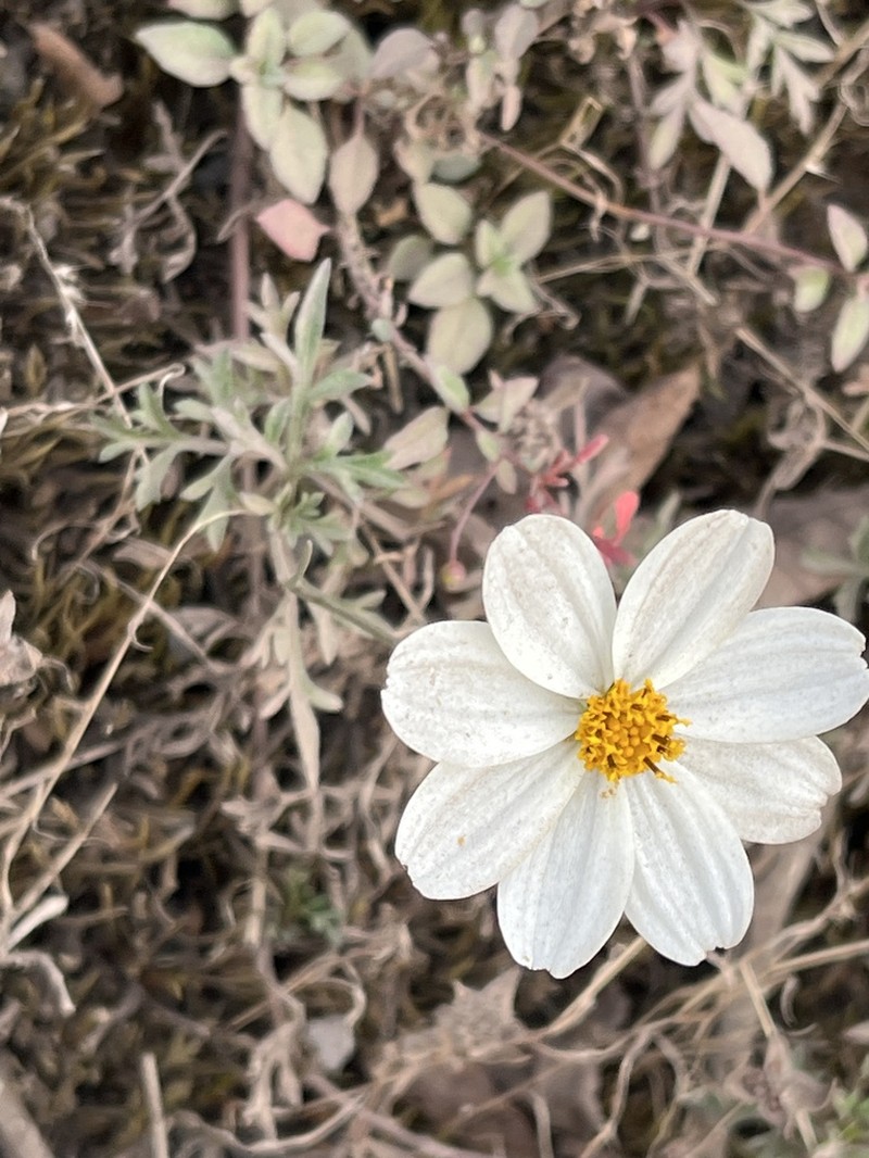 Bidens chrysanthemifolia photo 5
