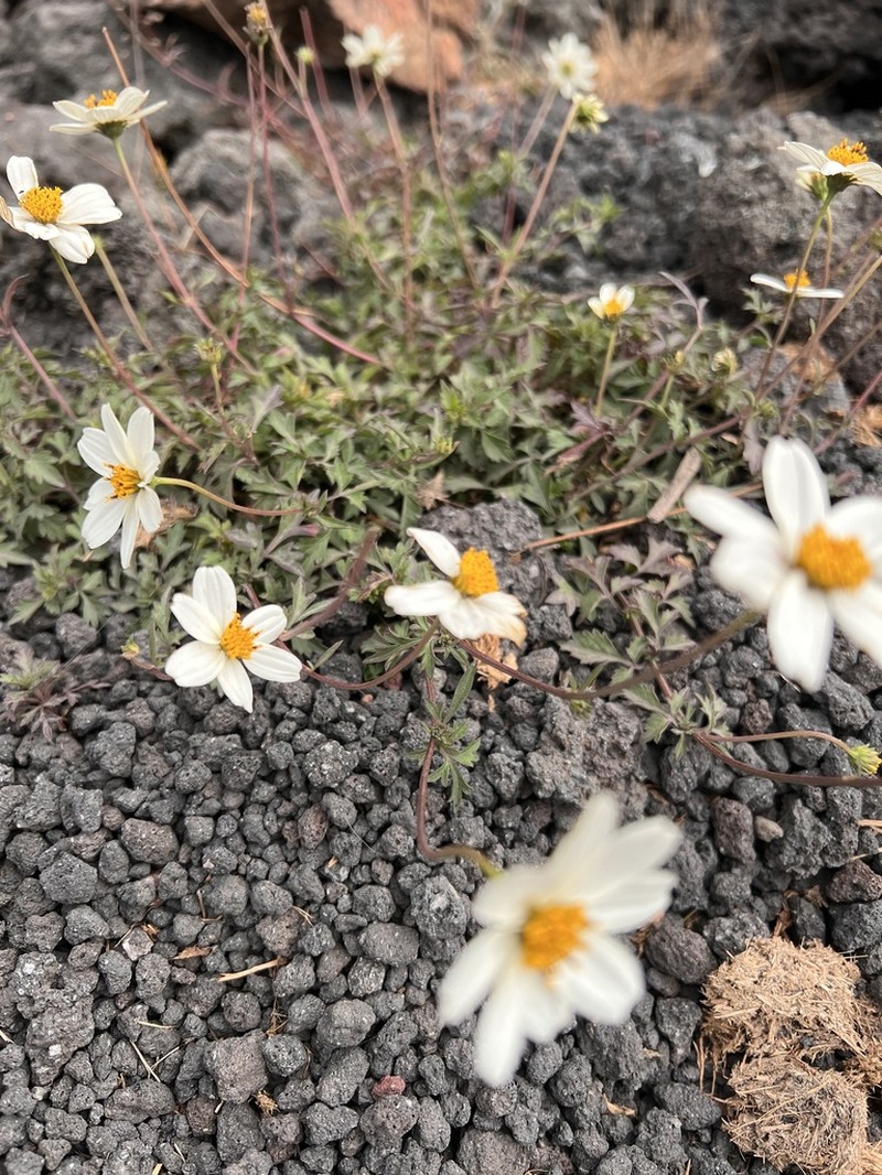 Bidens chrysanthemifolia photo 6