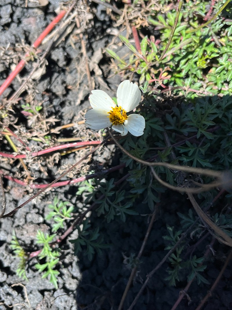 Bidens chrysanthemifolia photo 7