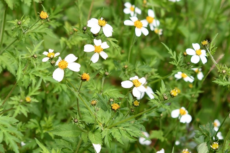 Bidens chrysanthemifolia photo 8