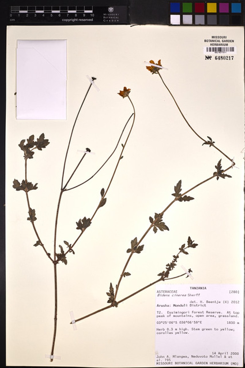Bidens cinerea