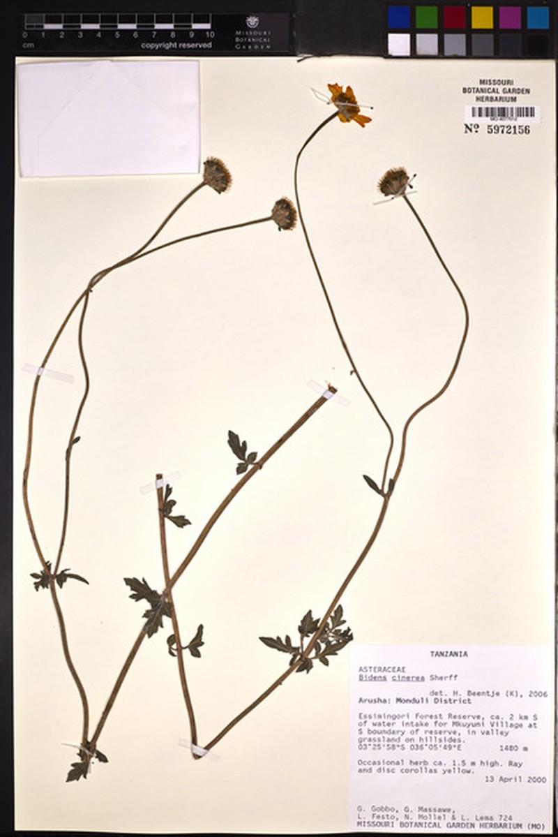 Bidens cinerea photo 2