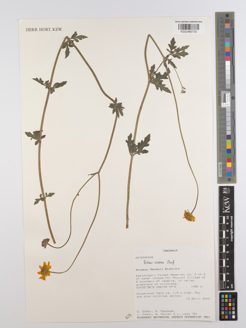 Bidens cinerea photo 3