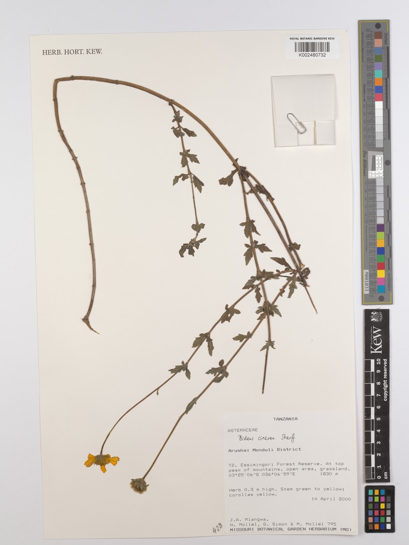 Bidens cinerea photo 4