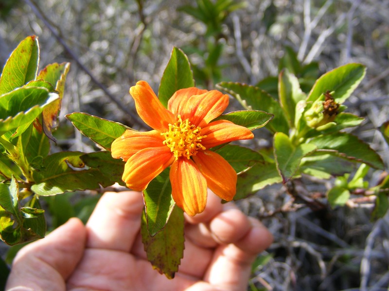 Bidens clarendonensis photo 2