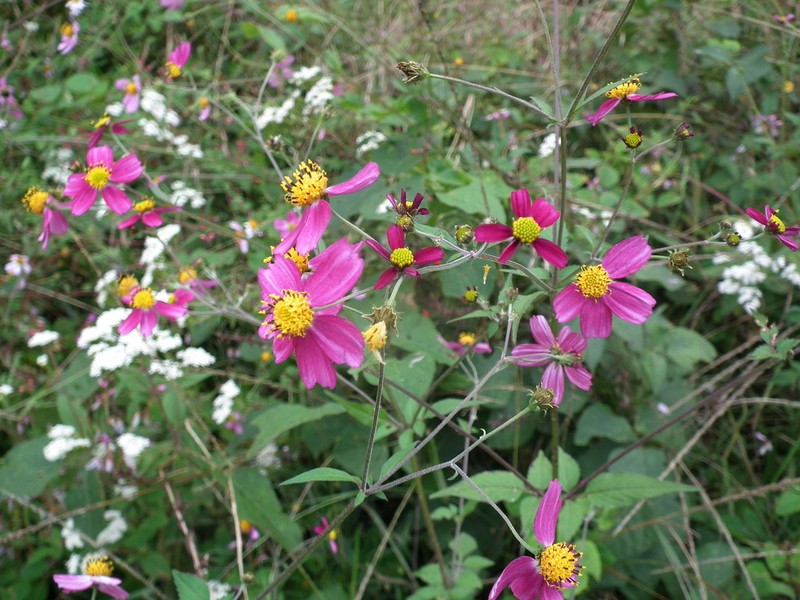 Bidens clavata
