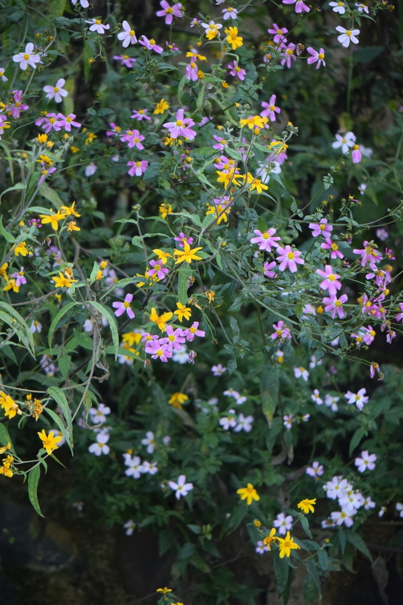 Bidens clavata photo 2